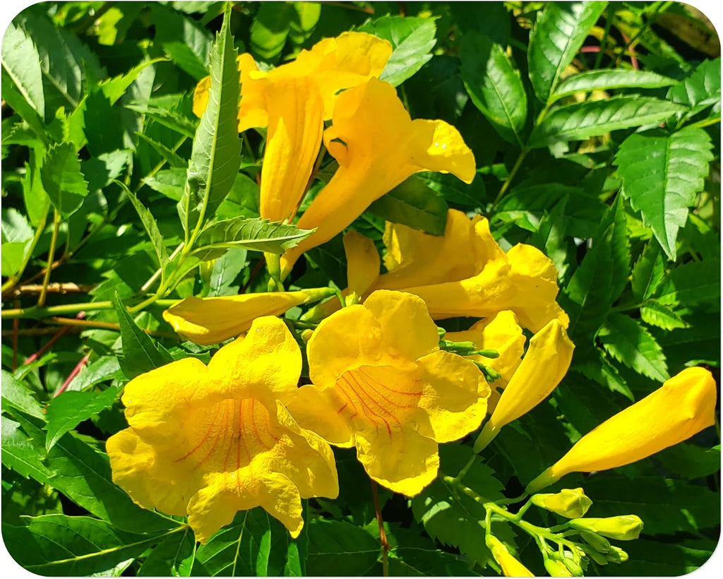 Gold Star Esperanza Texas Superstar Yellow Bells Flower Attracts Butterfly Hummingbird Tropical Live Plant Starter Size 4 Inch Pot Emerald R