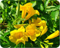Gold Star Esperanza Texas Superstar Yellow Bells Flower Attracts Butterfly Hummingbird Tropical Live Plant Starter Size 4 Inch Pot Emerald R