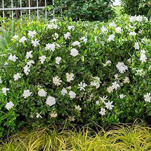 Jubilation Gardenia, 2.5 Quart, White Fragrant Blooms F632156