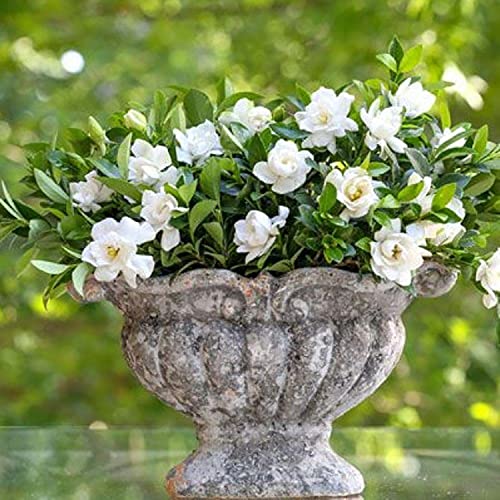Jubilation Gardenia, 2.5 Quart, White Fragrant Blooms F632156
