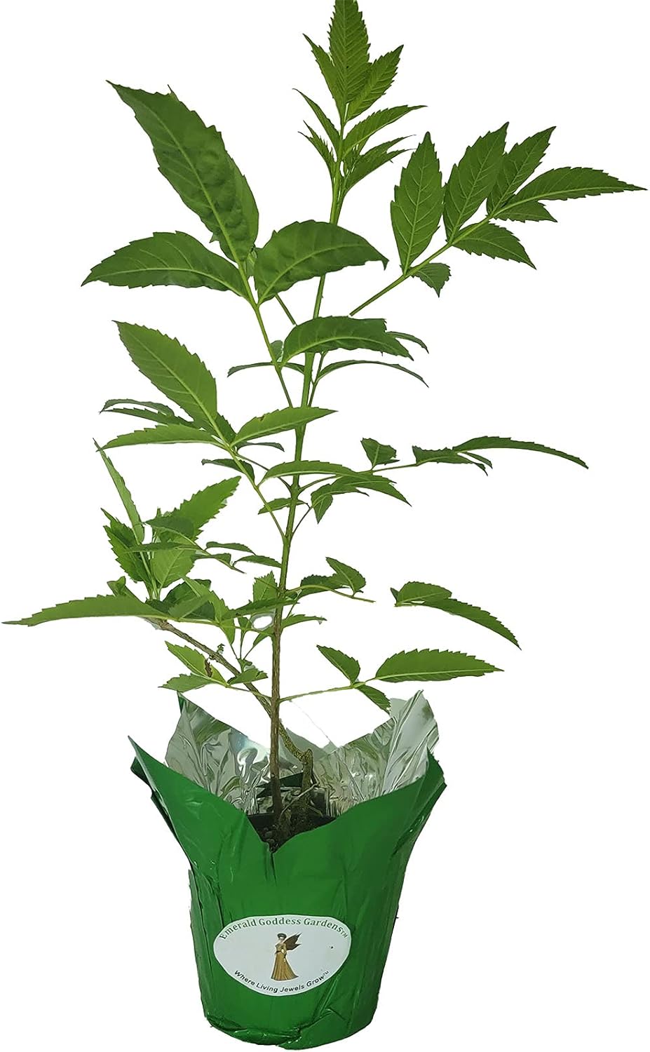 Yellow Bells Flower Tropical Live Plant Starter Size 4 Inch Pot Y6510