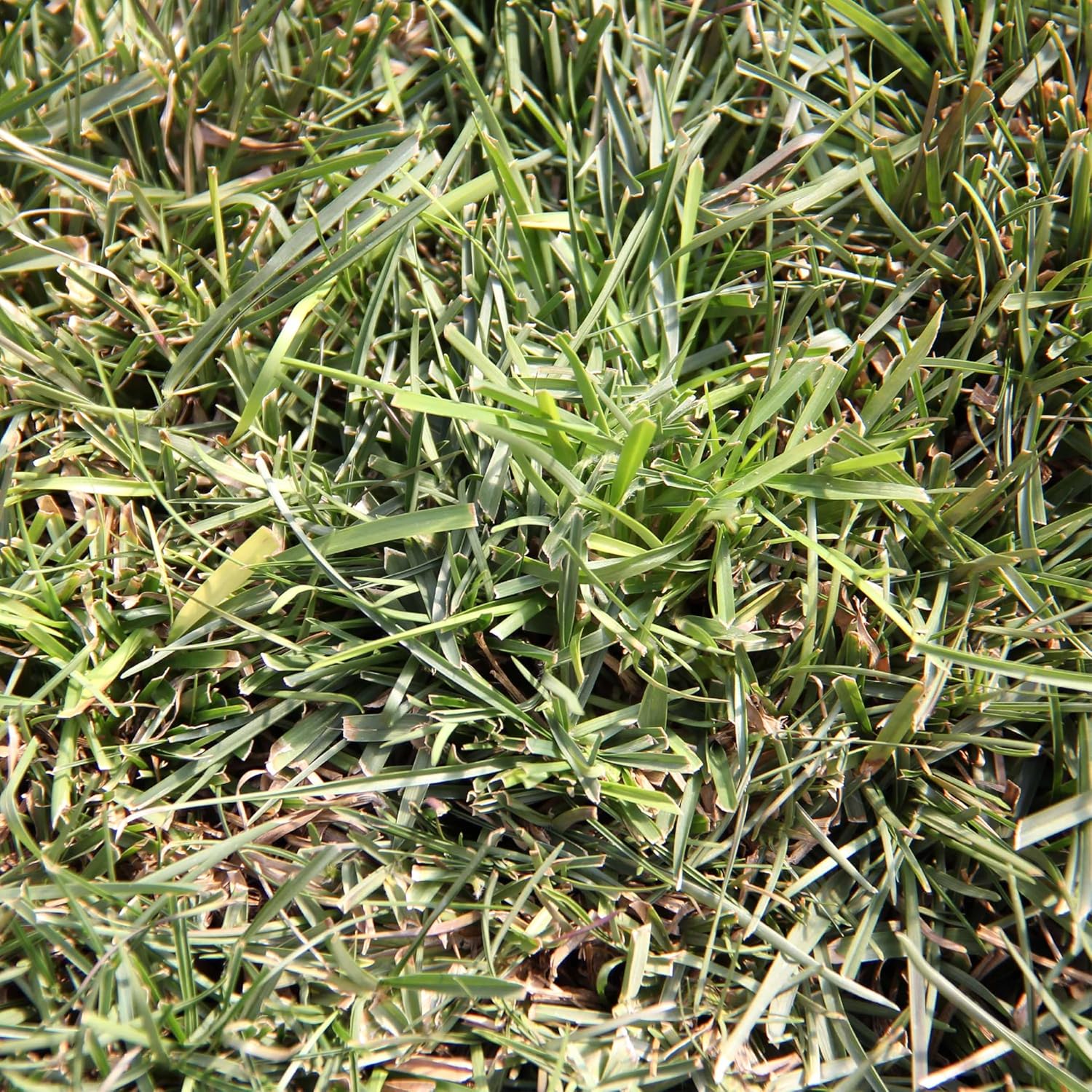 Centipede Grass Seed & Mulch 5 LB M4553