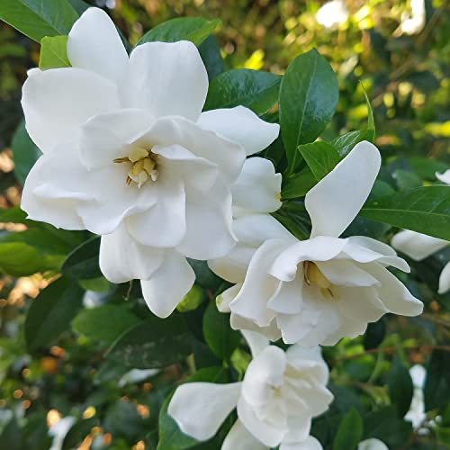 Jubilation Gardenia, 2.5 Quart, White Fragrant Blooms F632156