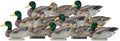 Dakota Decoy X-Treme Mallard 12 Pack Flocked Head Decoys