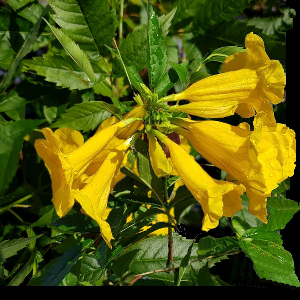 Yellow Bells Flower Tropical Live Plant Starter Size 4 Inch Pot Y6510