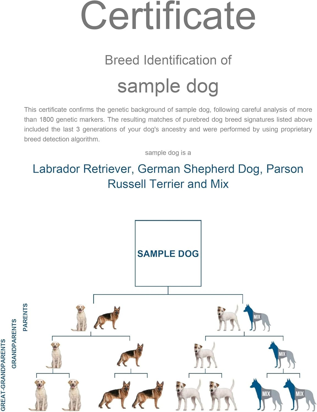 Dog DNA Test Kit for 350+ Breeds with Genetic Traits D486951