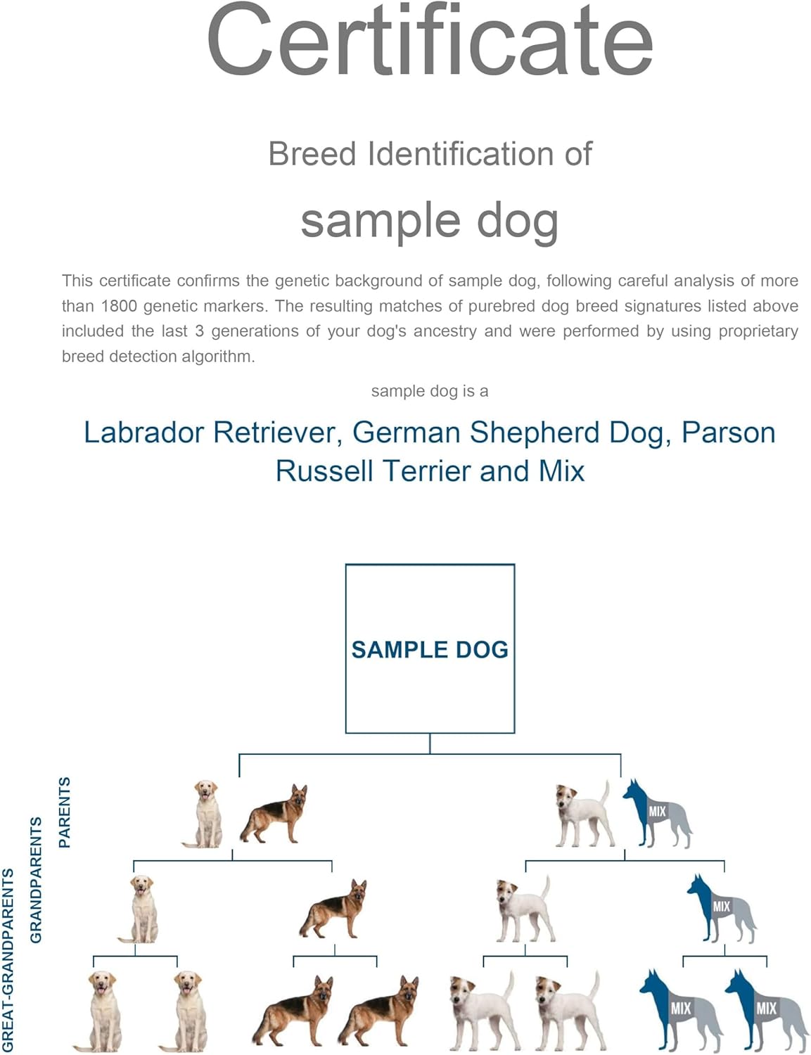 Dog DNA Test Kit for 350+ Breeds with Genetic Traits D486951
