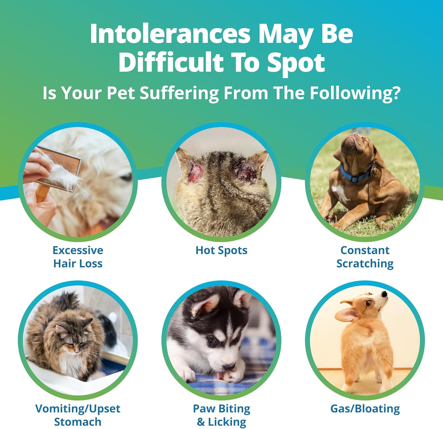 Pet Raw Food Intolerance & Environmental Sensitivity Test, At-Home Hair Sample Kit for Dogs & Cats O873651