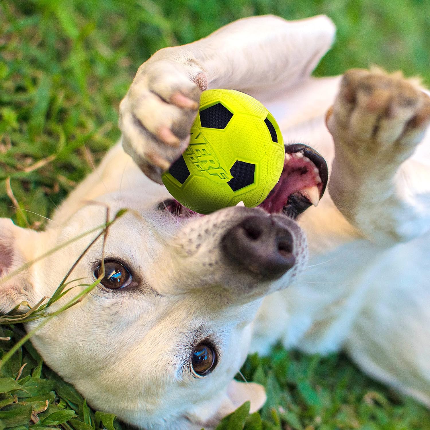 Dog Soccer Ball Toy with Interactive Crunch, Lightweight, Durable, 3 Inches, Two Pack F2196