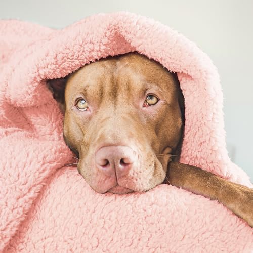 Soft Dog Blanket for Small Dogs Puppy Washable Sherpa Fleece 24x32 Inches W443