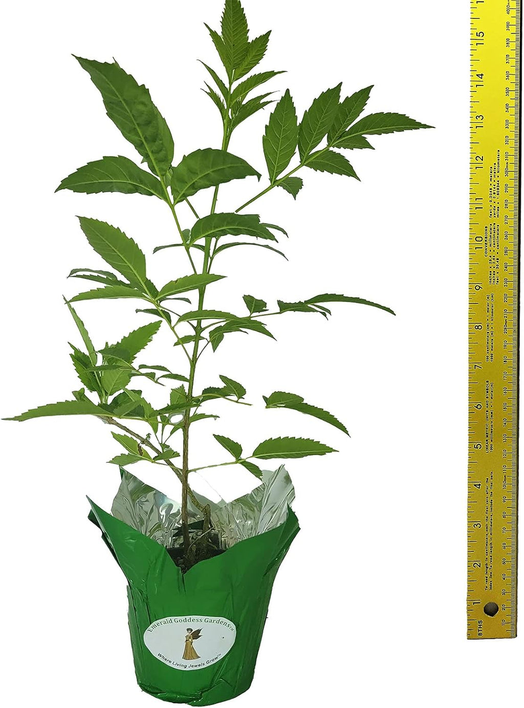 Yellow Bells Flower Tropical Live Plant Starter Size 4 Inch Pot Y6510
